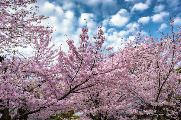 Japan15