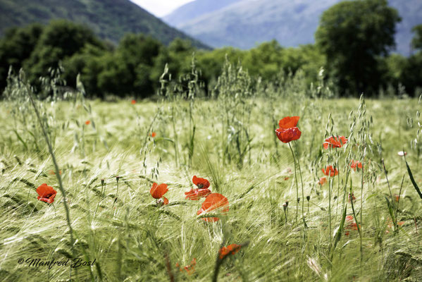 Blumen4