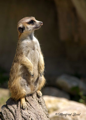 Tierwelt12