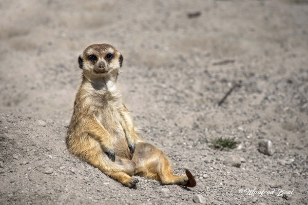 Tierwelt10