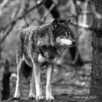 Tierwelt2