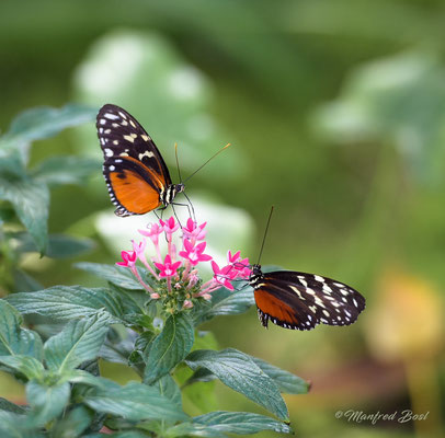 Schmetterling12