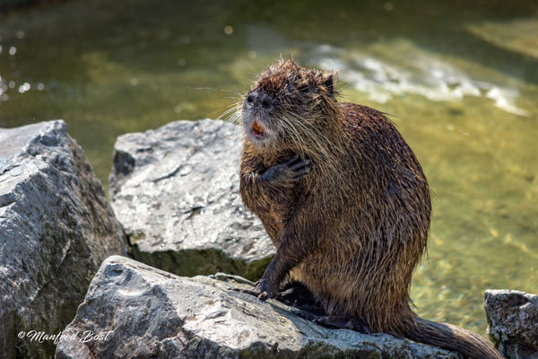 Tierwelt18