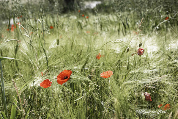 Blumen5