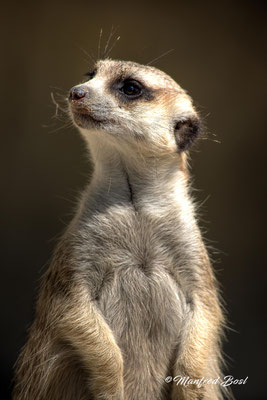 Tierwelt20