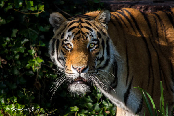 Tierwelt16