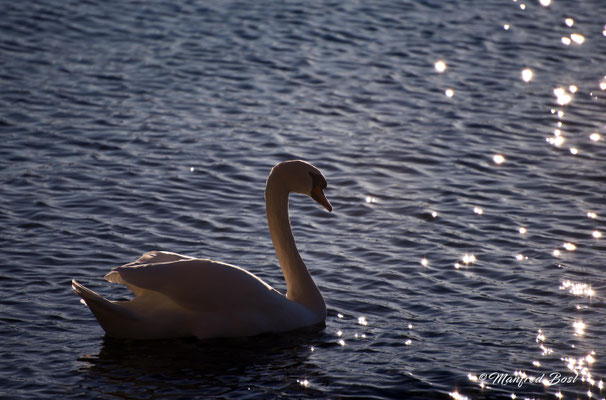 Vogel1