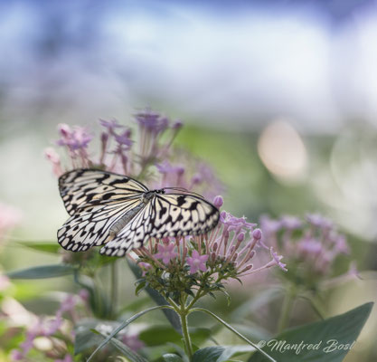 Schmetterling1