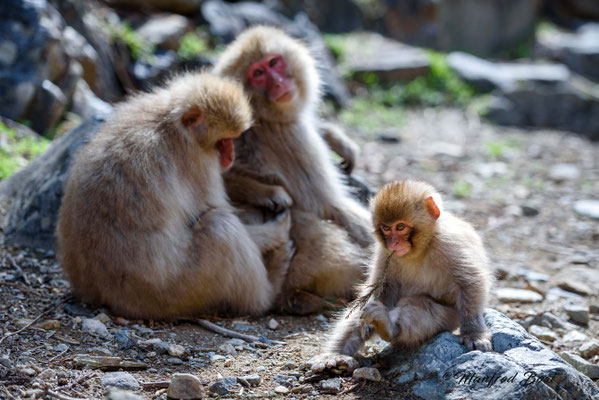 Tierwelt6