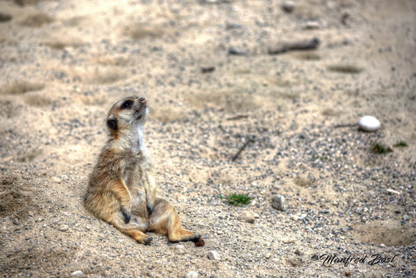 Tierwelt19
