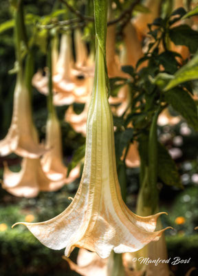 Blumen10
