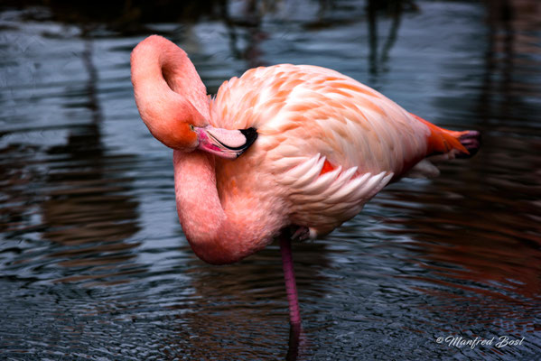Vogel2