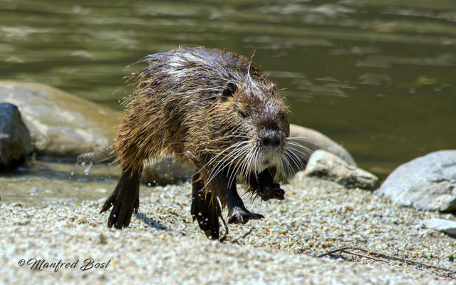 Tierwelt17