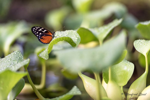 Schmetterling2