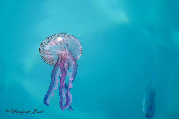 Tierwelt22