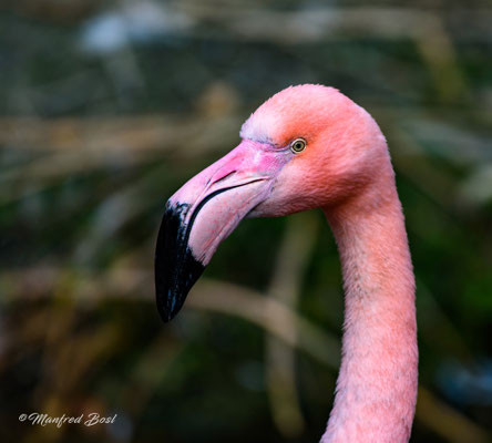 Vogel4