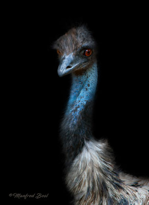Vogel15