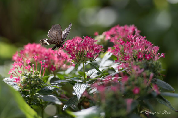 Schmetterling6