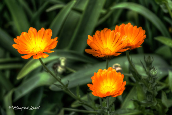 Blumen9