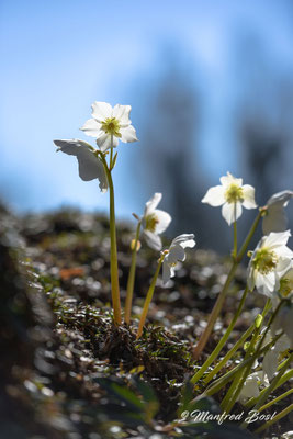 Blumen3
