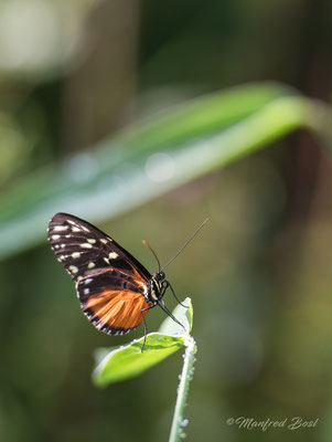 Schmetterling9