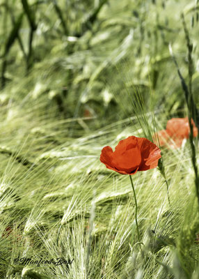 Blumen7
