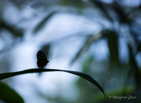 Schmetterling10