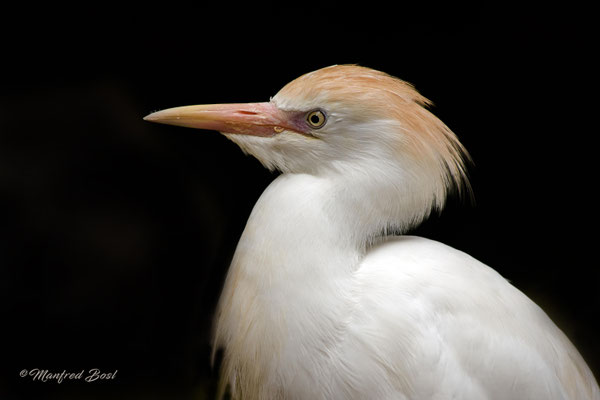 Vogel8