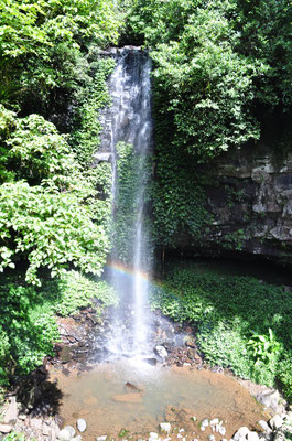Regenwald und Wasserfälle im Dorrigo Nationalpark