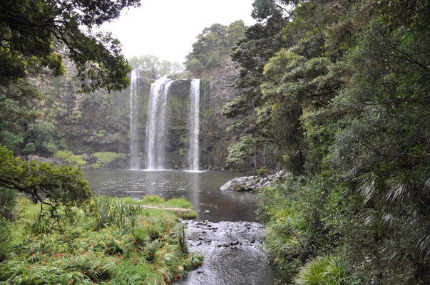 Whangarei Falls