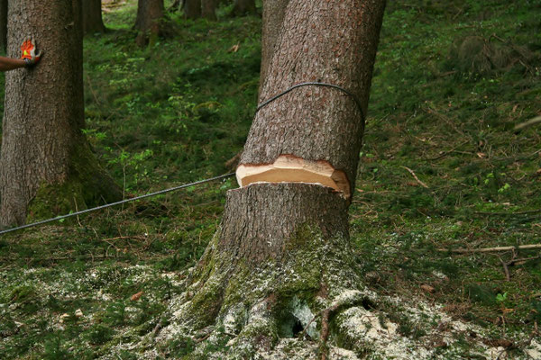 ...Baum kippt...