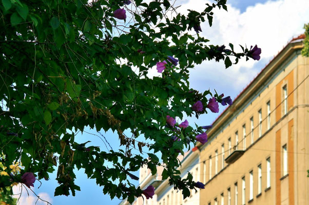 wildwachsender Hibiskus über dem Bürgersteig
