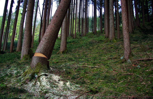 "Baum kommt!"