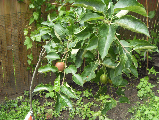 Der Apfelbaum im Garten