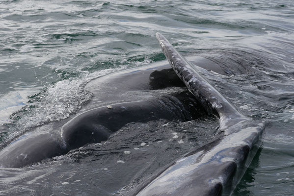 Baleine grise ; Basse-Californie ; Mexique. Nature Maxime Lelièvre