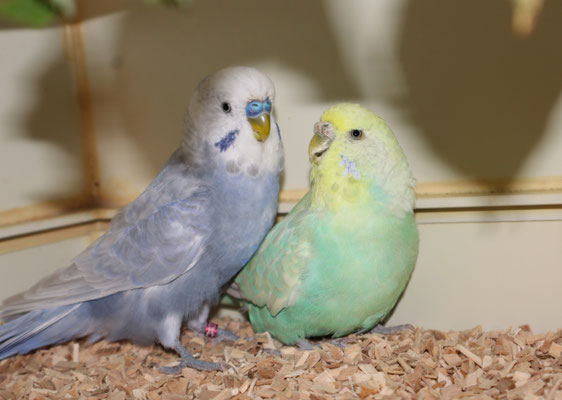 Smokey und Pepper - frisch in der Zuchtbox