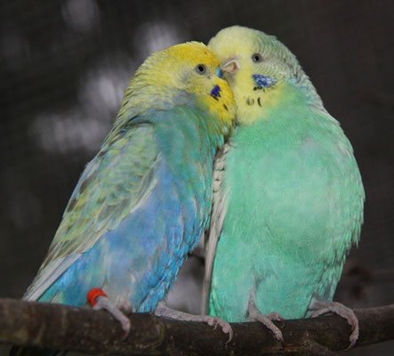 Otto und Lola beim Schnäbeln