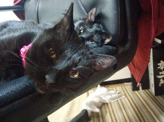黒猫姉妹