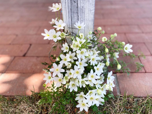 BLOG - biwahouse-gallery ページ！