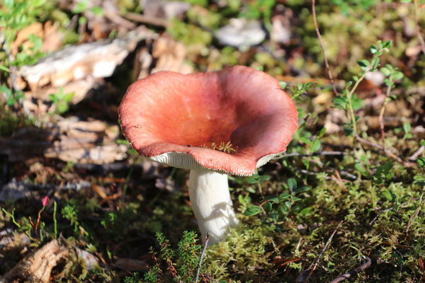 hellbrauner Pilz im Moos ©My own Travel