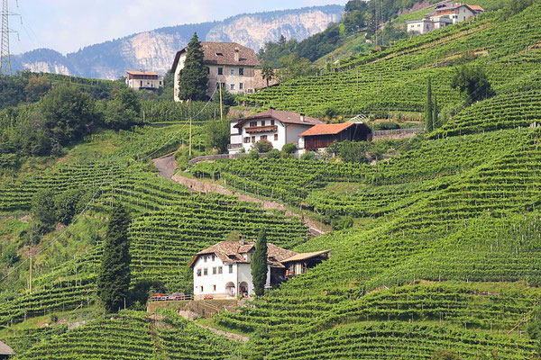 Weinkultur in Südtirol