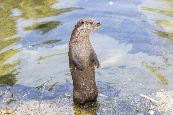 aufgerichteter Otter im Wasser