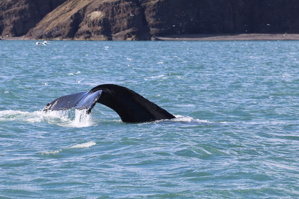 Whalewatching Husavik ©My own Travel