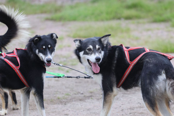 Schlittenhunde ©My own Travel