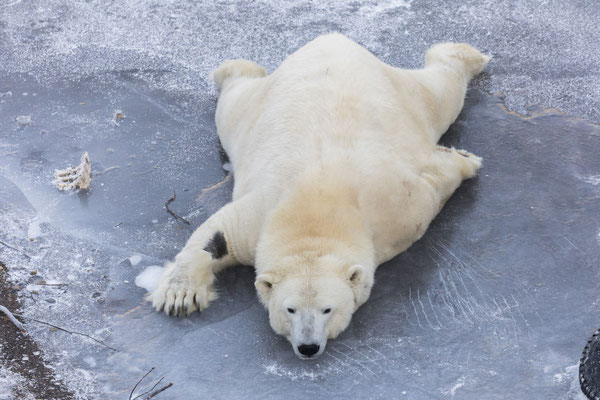 Eisbär, alle Viere von sich gestreckt
