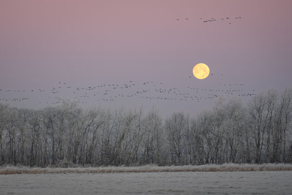 Vollmond über der Hammeniederung bei Worpswede