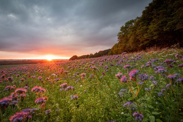 Prachtvolle Blumenwiese an der Rückseite des Weyerbergs in Worpswede