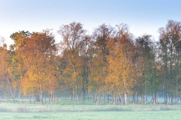 Herbstliches Laub auf einer Weide in Worpswede