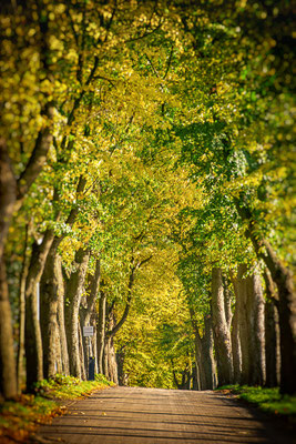 Die Lindenallee im Herbst.