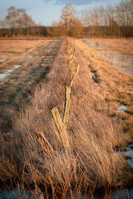 Zur Goldenen Stunde in der Hammelandschaft bei Worpswede